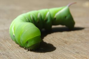 Гусеница с рогом