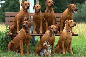 Риджбек порода