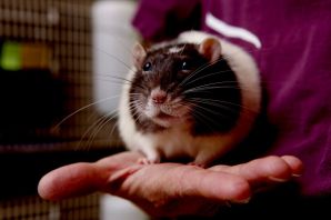 Крыса хаски