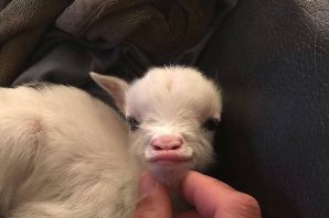 Милая козочка