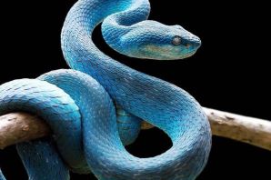 Змеи на мальдивах