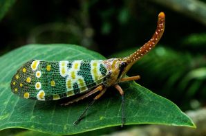 Жук с носиком