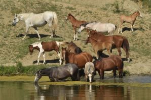 Лошади на водопое