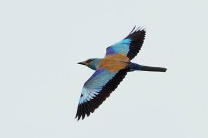 Сиворакша птица