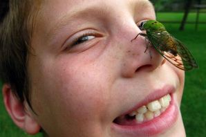 Саранча маленькая