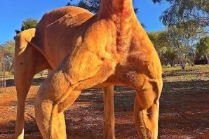 Мускулистый лев