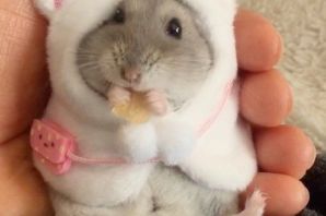 Хомяк в банке