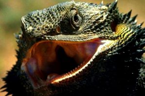 Зубы варана