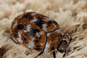 Жучок кожеед