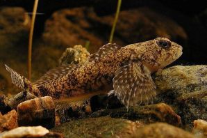 Бычок мартовик