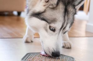 Побритая хаски