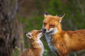 Две лисички