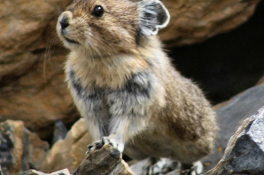 Хищные грызуны