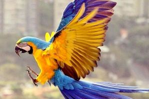 Хвост попугая