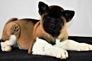 Акита американец