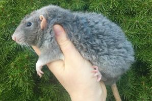 Пальмовая крыса