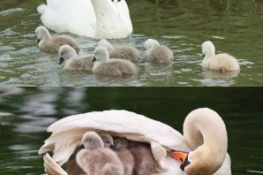 Семья лебедей