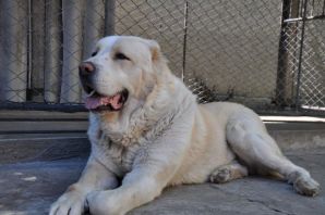 Алабай серый