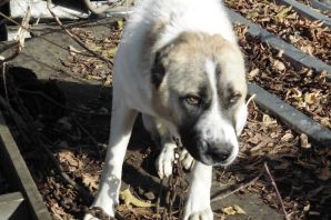 Помесь хаски и алабая