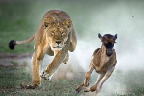 Лев бегущий