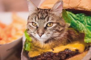 Кот и пельмени