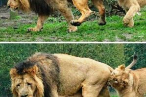 Облезлый лев