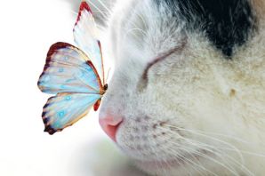 Лапки мотылька