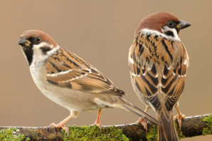 Воробьи виды