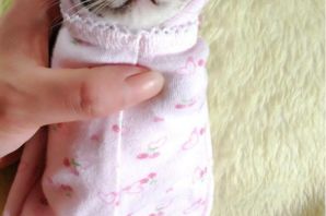 Кот в подгузнике