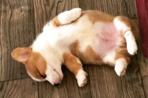 Беременная корги