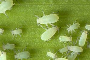 Трипсы насекомые