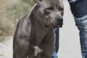 Питбуль ред ноуз