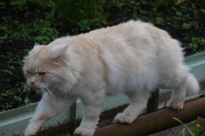 Полуперс кошка