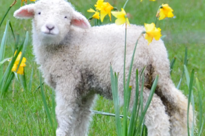 Маленькие овцы