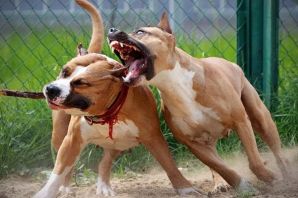 Питбуль бойцовый