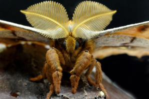 Ядовитые мотыльки