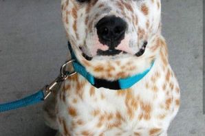 Метис амстаффа