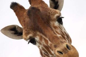 Уши жирафа