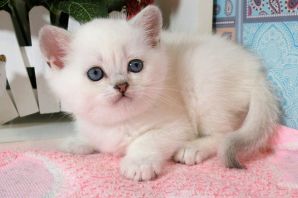 Шиншилла колор пойнт