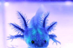 Рыба лунтик аксолотль