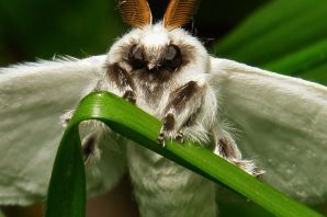 Зеленый бражник