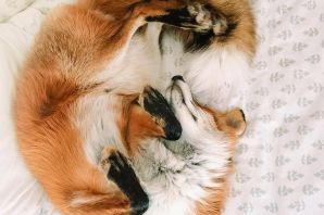 Лапы лис и собак