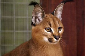 Порода кошек ван