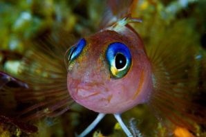 Рыба пучеглазик