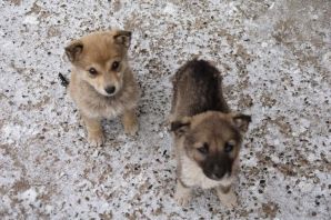 Брошенная собака