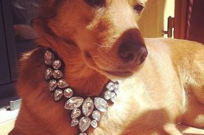 Побритая собака