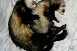 Сонный хорек