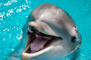 Кожа дельфина