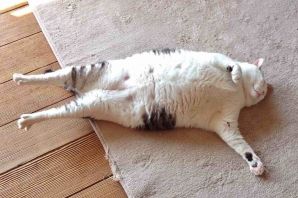 Кот на шпагате