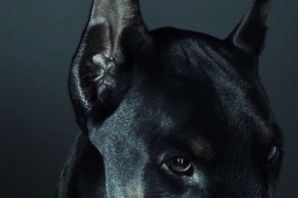 Доберман оскал